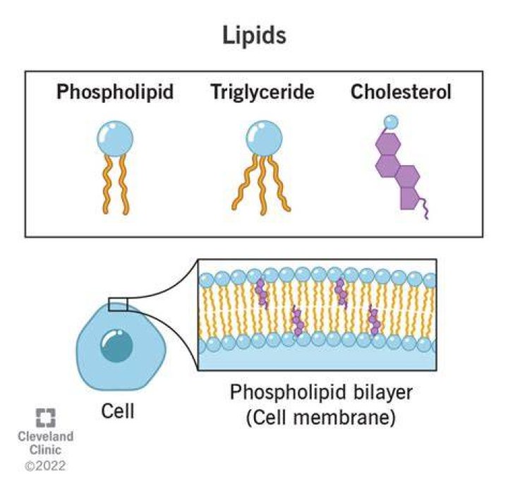 Are lipids made in the body?