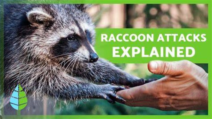 Are raccoons aggressive to humans?