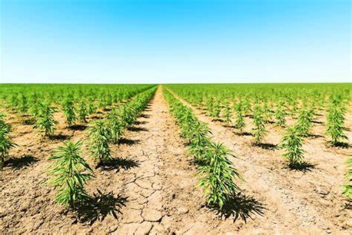 Can hemp be grown in Oregon?