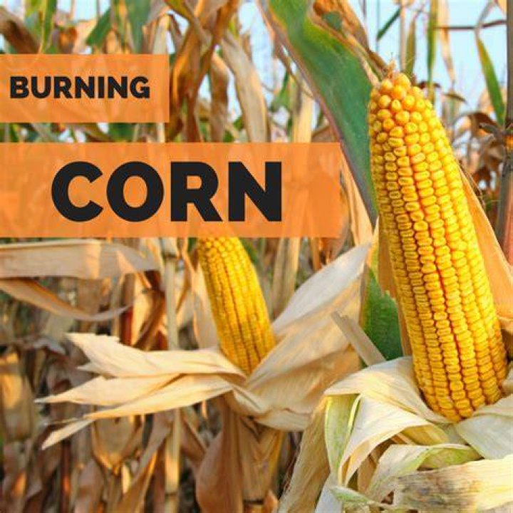 Do corn cobs burn? | ContextResponse.com