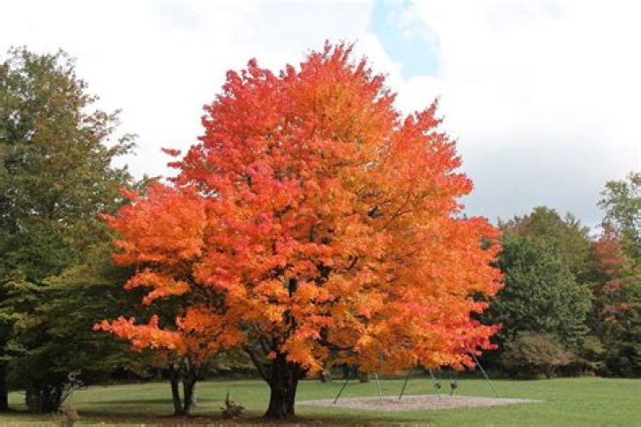 Do red maples turn green?