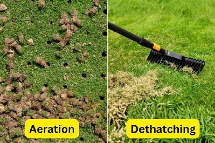 Do you really need to aerate your lawn?