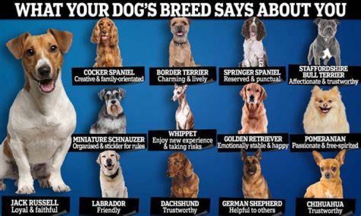 How can I tell what breeds my dog is?