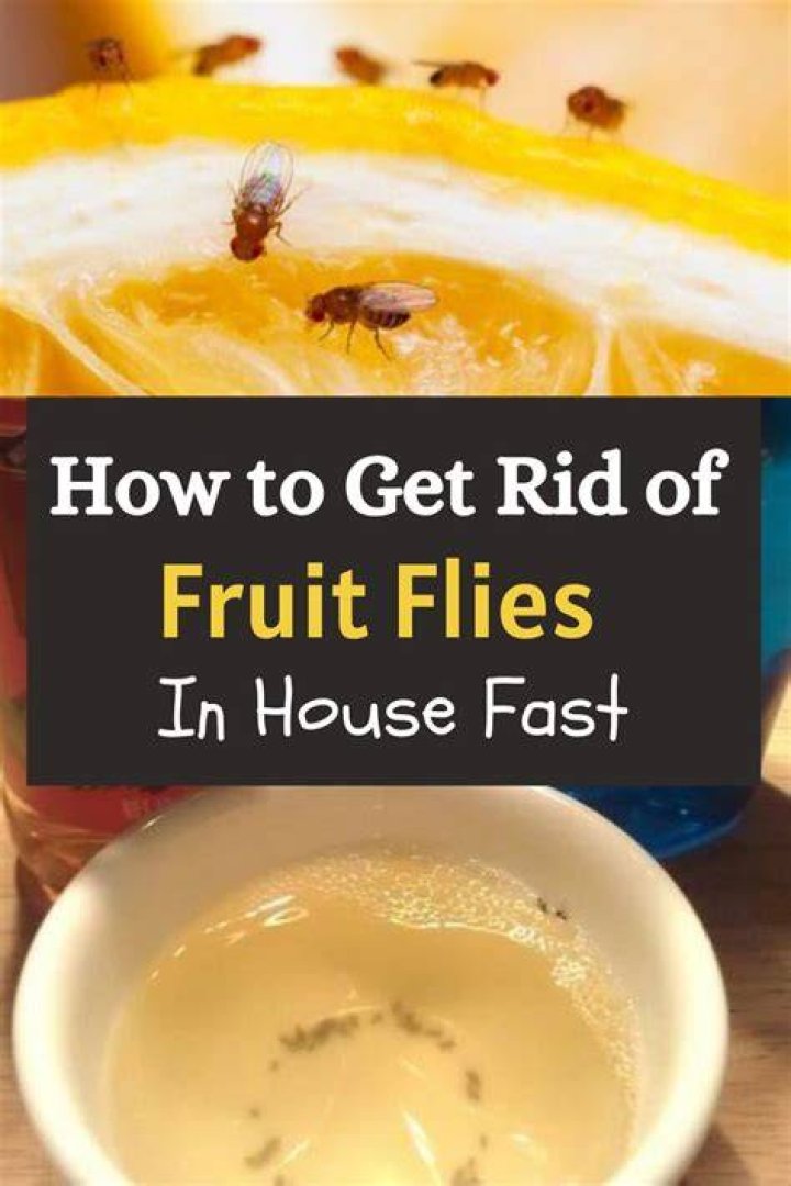 How do you get rid of a large infestation of fruit flies?