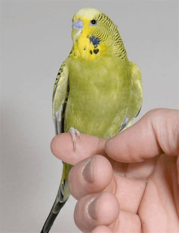 How do you grab a budgie?