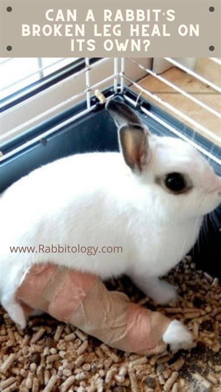 How do you heal rabbits in Mo creatures?
