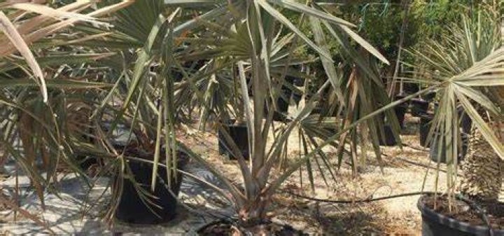 How do you plant a Bismark palm tree?