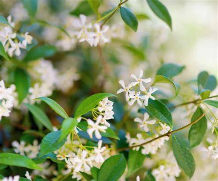 How do you store jasmine flowers for a few days?