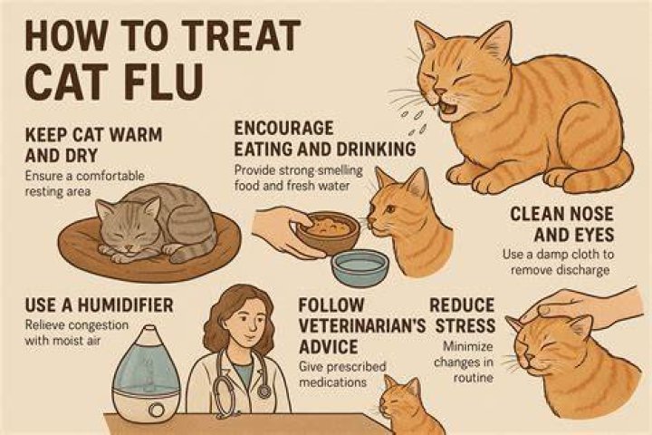 How do you treat cat flu?