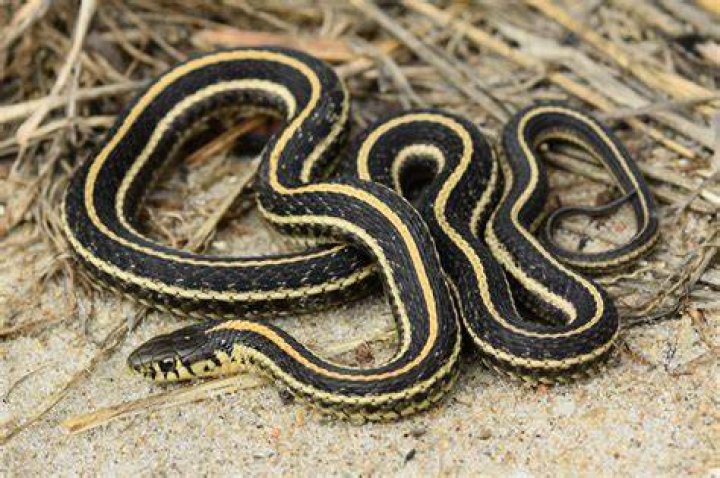 Is a plains garter snake poisonous?
