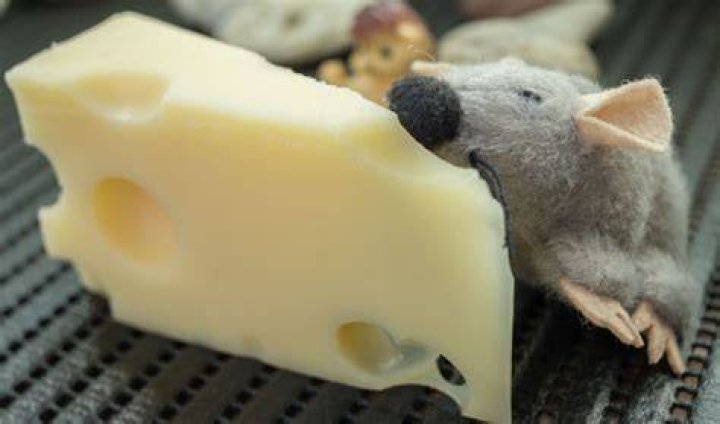 Is it true that mice like cheese?