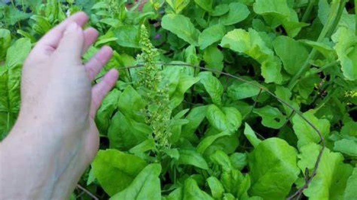 What can I do with bolted spinach?