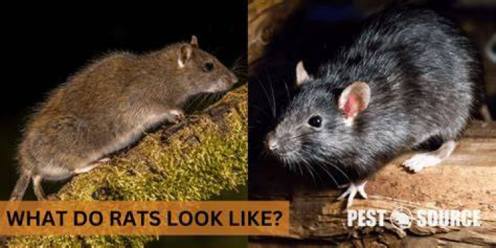 What do rats look like?