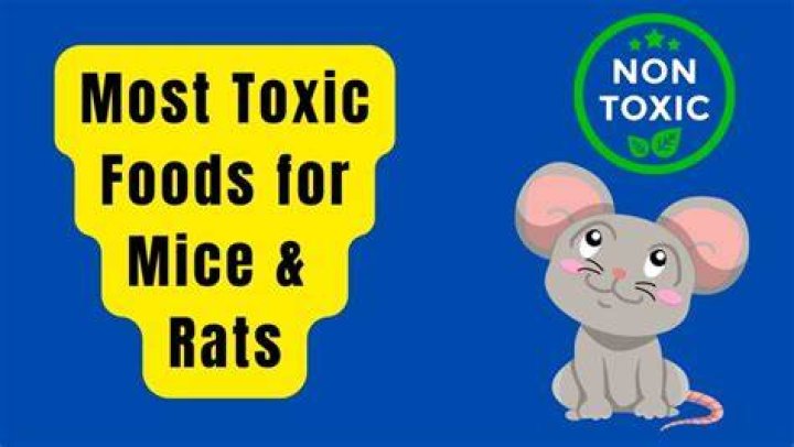 What foods are toxic to rats?