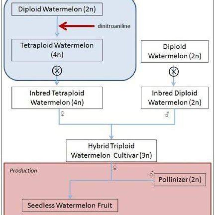 What is a triploid watermelon?