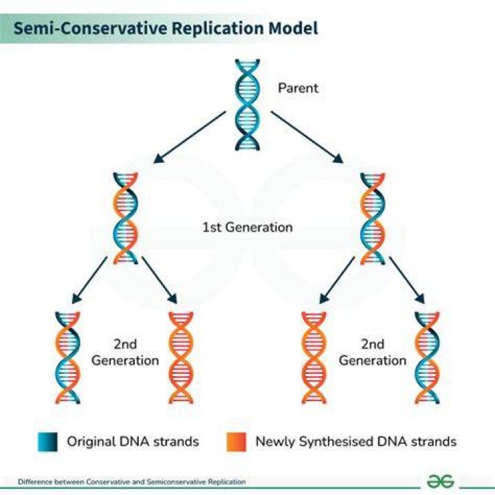 What is meant by Semiconservative replication?
