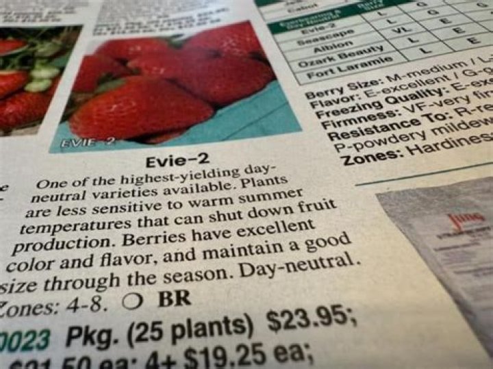 What is the difference between day neutral and everbearing strawberries?