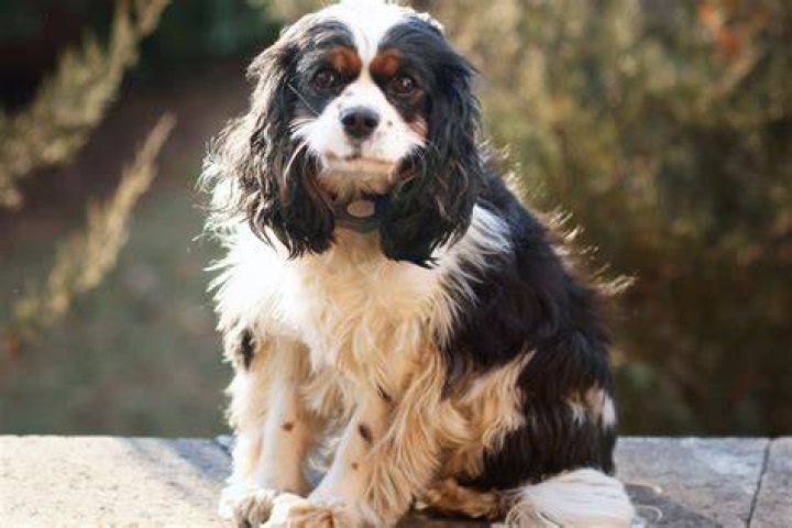 What is the smallest spaniel?