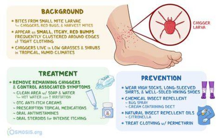 What kills chiggers on skin?