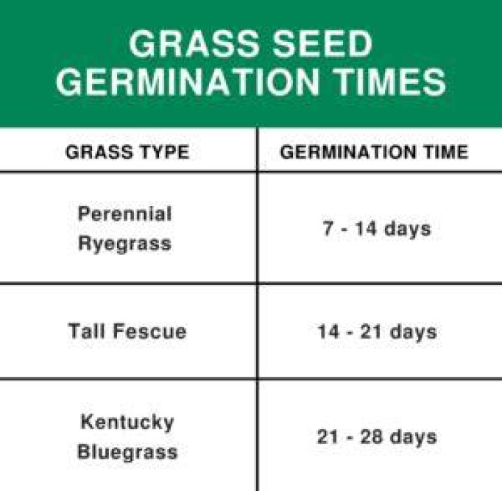 What percentage of grass seed germinates?
