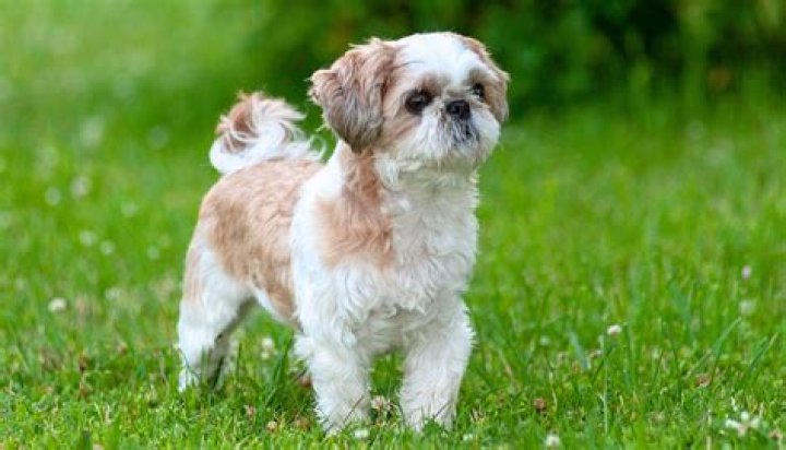 What two breeds make a Shih Tzu?