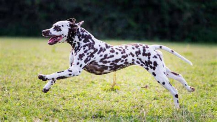 Where do Dalmatians come from?
