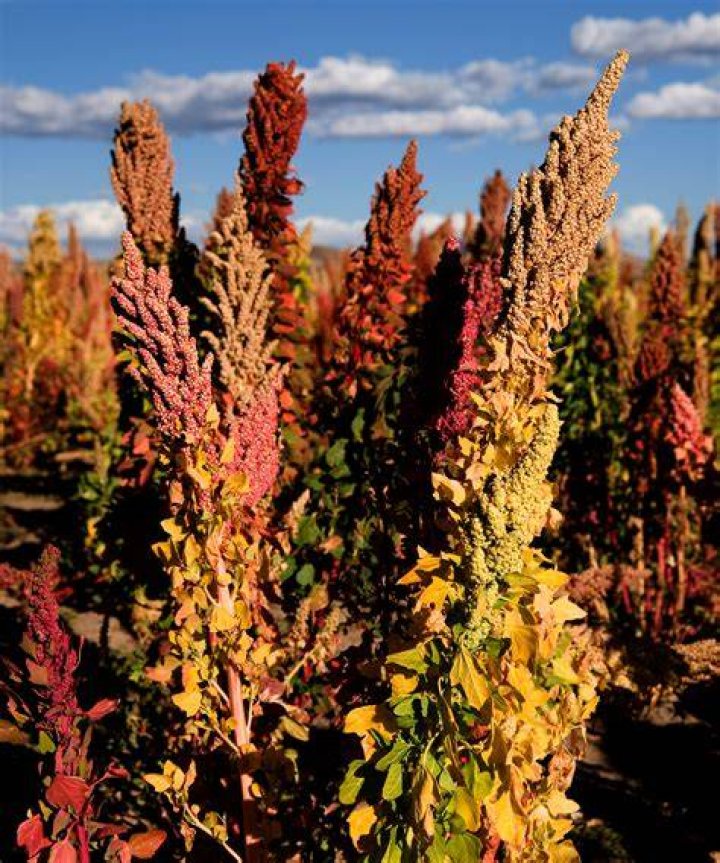 Where is quinoa grown in the United States?