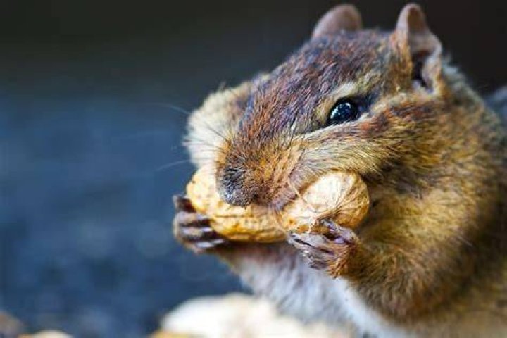 Which animal eats more?