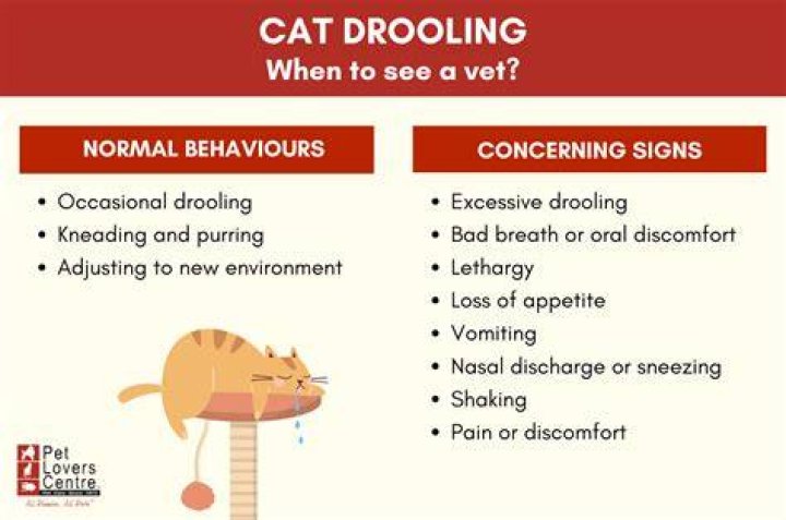 Why is my cat drooling in his sleep?